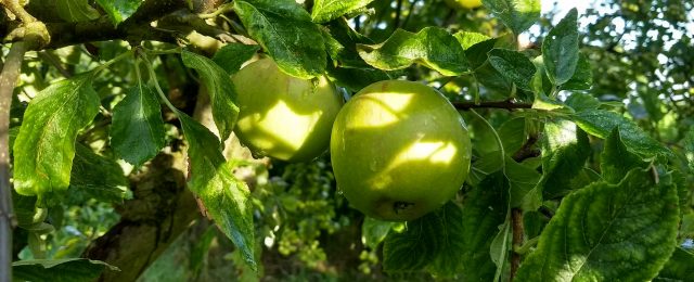 Are your apple trees laden with fruit! – The Giddings